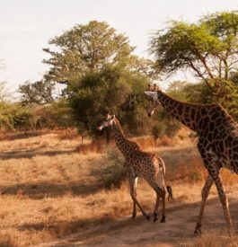 Parcourir un safari au Sénégal