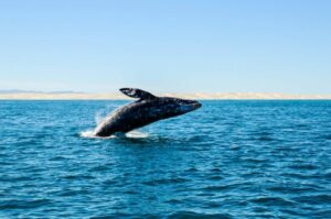 Top 5 des conseils pour observer les baleines