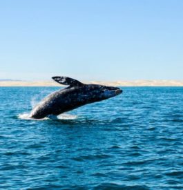 Observation des baleines en mer