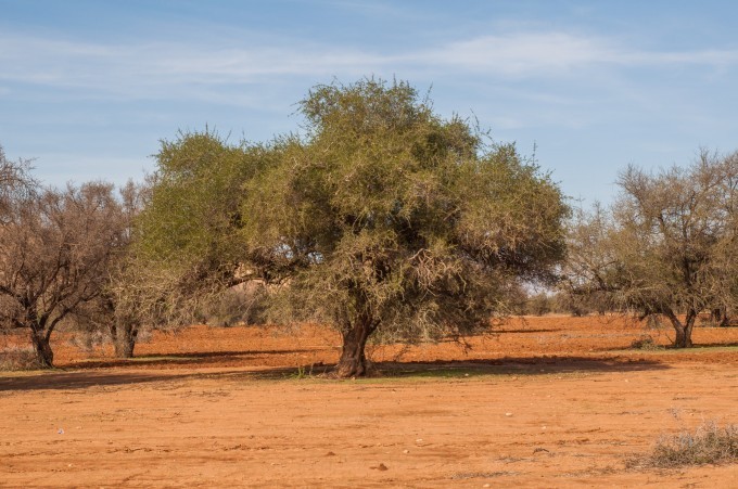 L'huile hydratante d'argan, le secret de beauté des Marocaines