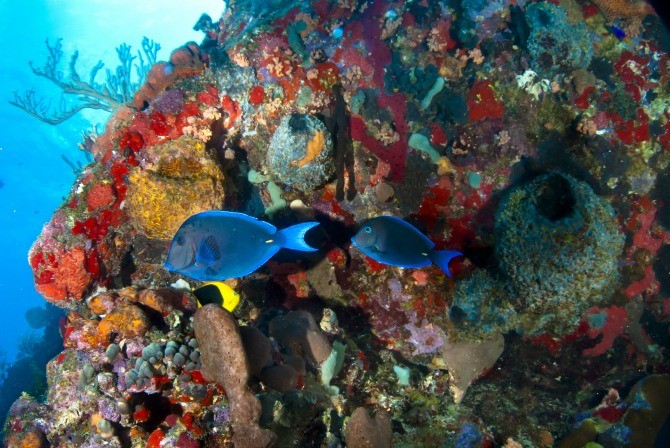 Top 10 des meilleures îles de plongée des Caraïbes