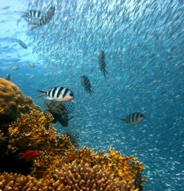Plongée sous marine Caraîbes