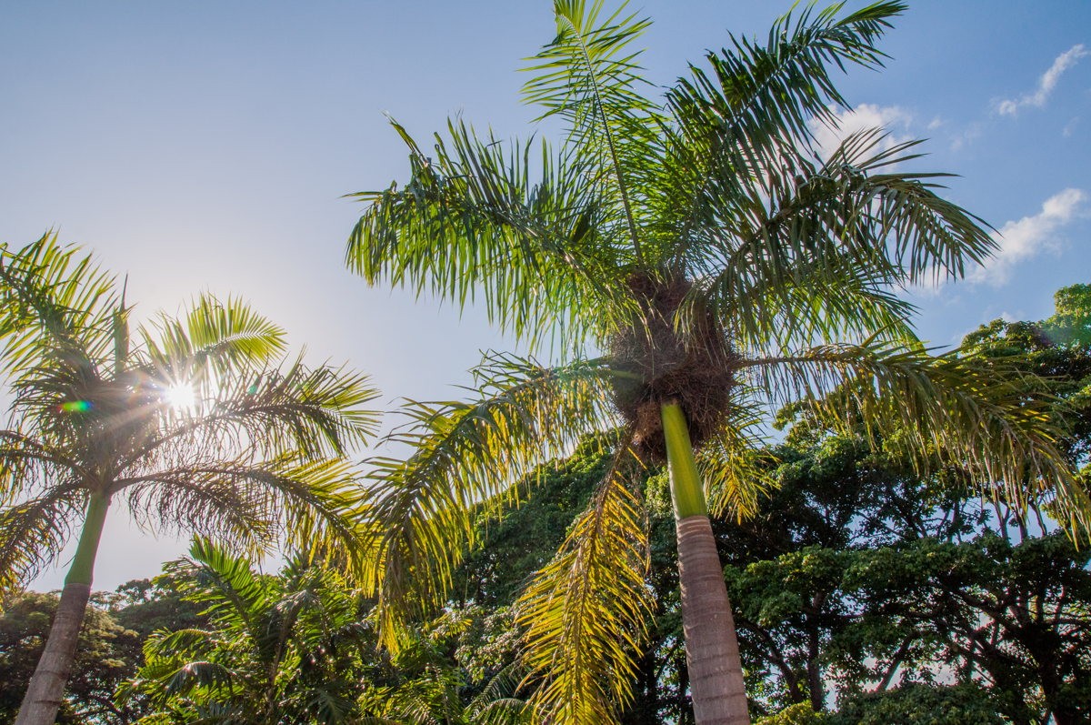 Soleil à l'horizon sous les palmiers à la Romana !