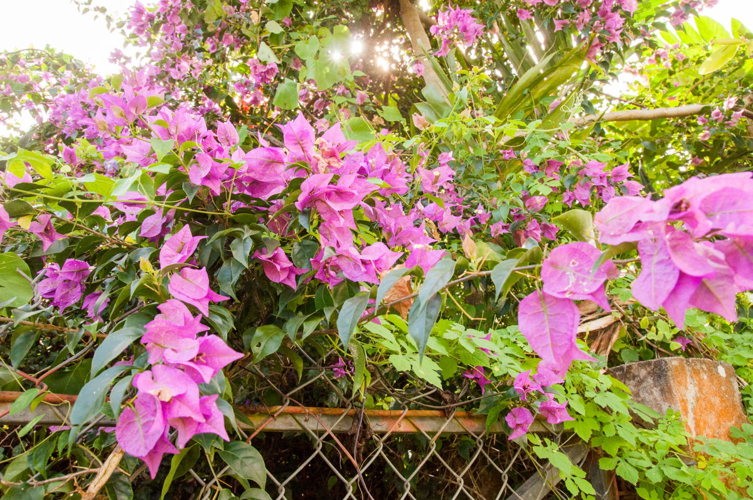 Fleurs exotiques dans le jardin de Barbara, Saint-Kitts Caraïbes