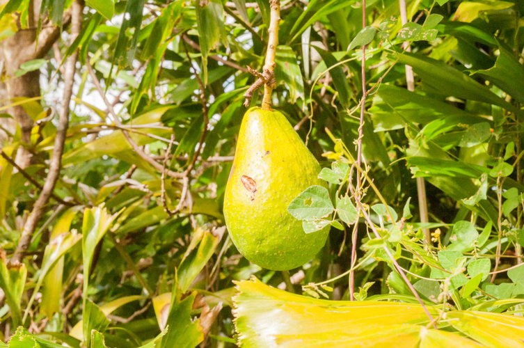 Avocats géants cueillis dans le jardin tropical de Saint-Kitts