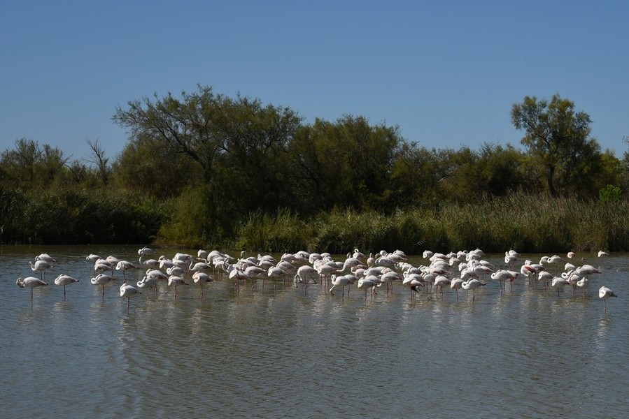 Flamants roses à Portiragnes Plage, Hérault