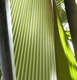 forêt seychelles