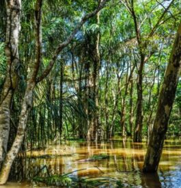 Santarem Amazonie au fil de l'eau