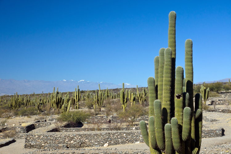 Cactus - ruines de Quilmès - Argentine
