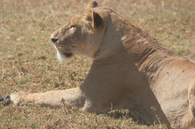 Lion - voyage cratère du Ngorongoro - Tanzanie