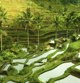 Dépaysement garanti à Ubud - rizières