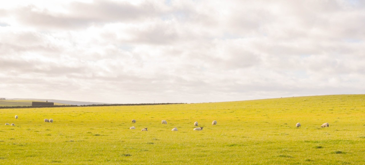 Plus de moutons que d'êtres humains à Papa Westray dans les Orcades