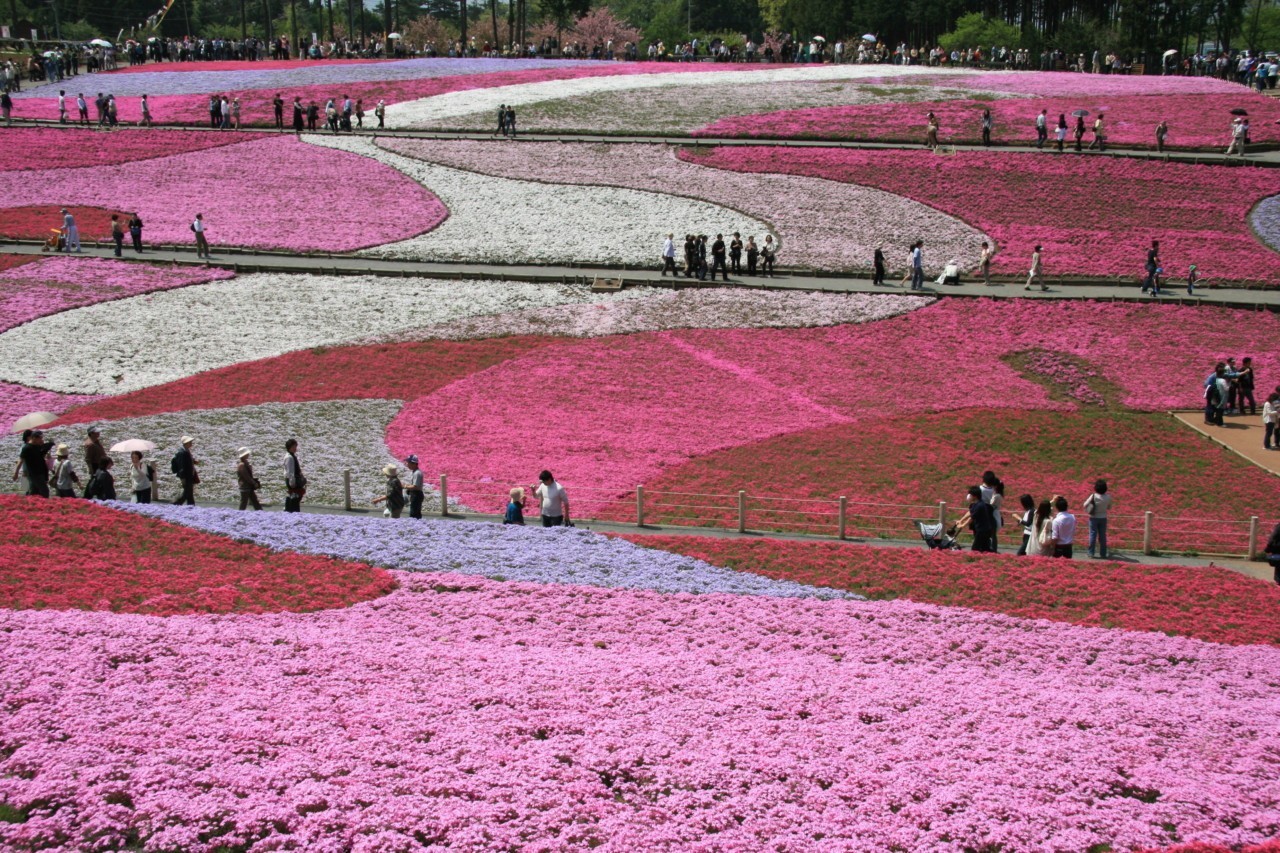 Les collines en fleurs de Chichibu, au Japon
