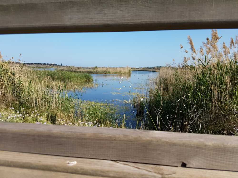 Observer les oiseaux dans la zone humide du delta du Llobregat