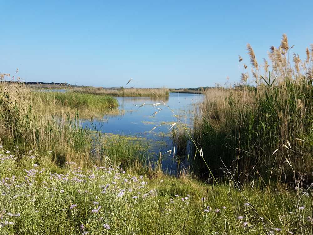 Vue sur la réserve naturelle du delta du Llobregat depuis un mirador