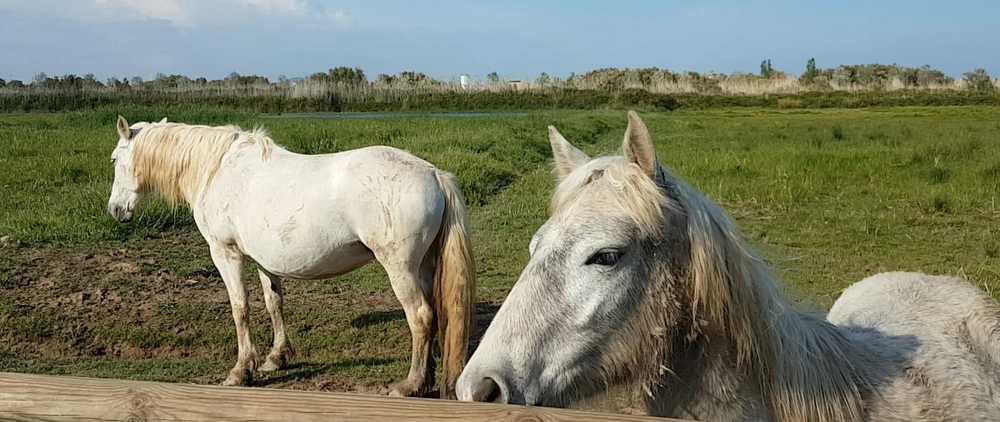 Les chevaux du delta de Lobregat à Barcelone