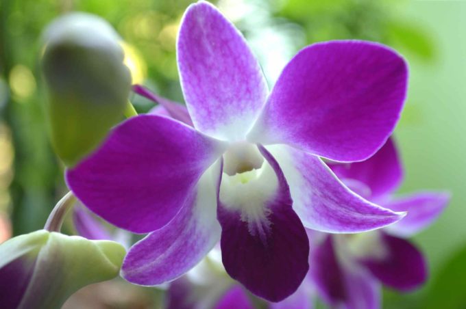 Marché aux orchidées en Thaïlande