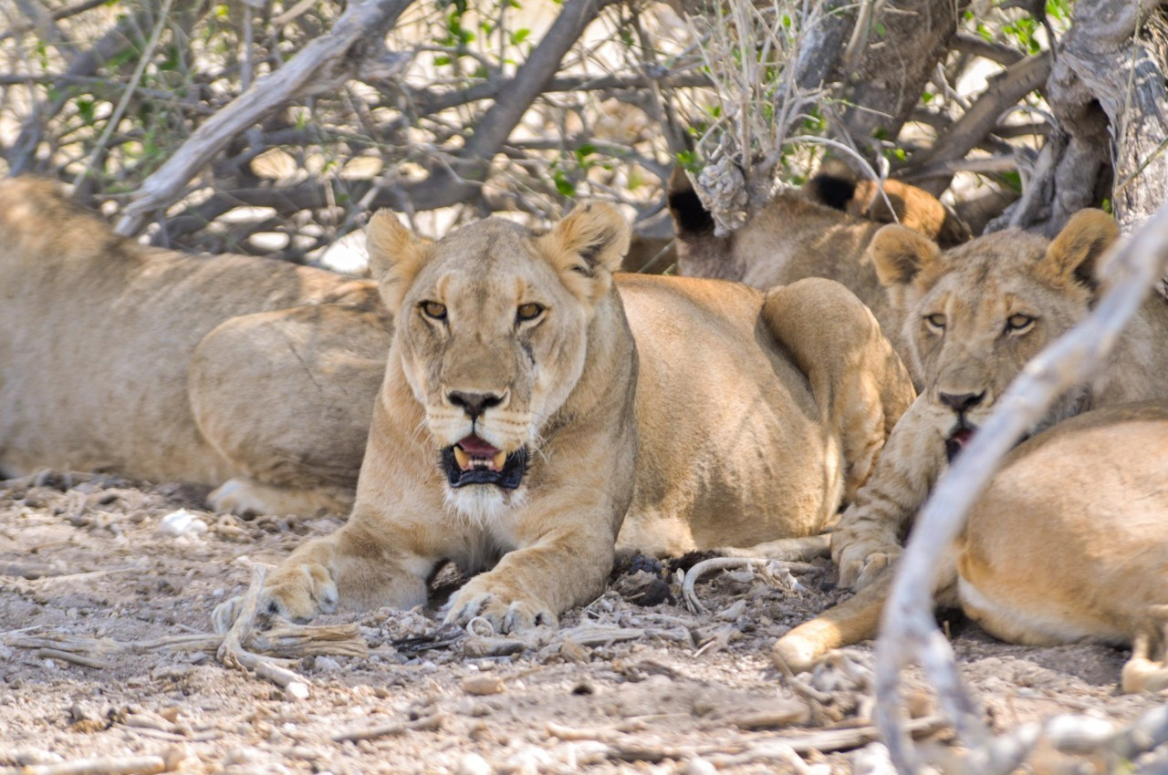 Le parc d'Etosha pour un safari grandeur réelle