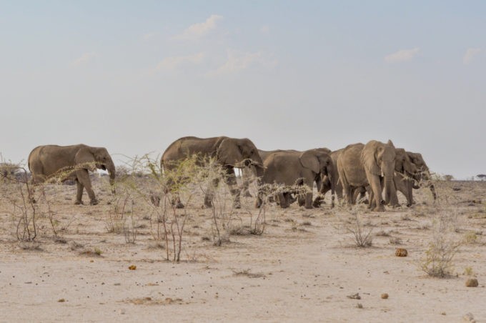 Un troupeau d'éléphants