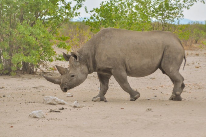 Un rhinocéros