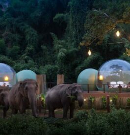 Bulles Anantara thailande dans un camps d'éléphants