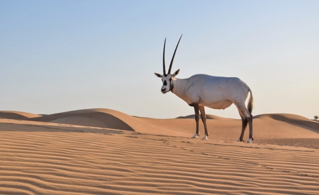 Oryx desert Dubaï