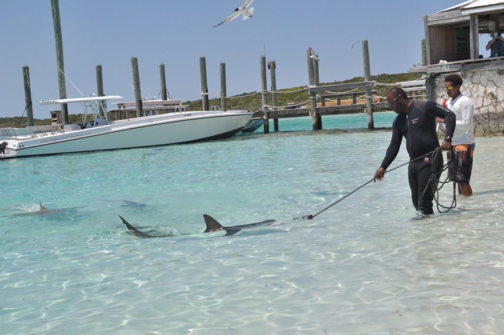 Requin aux Bahamas
