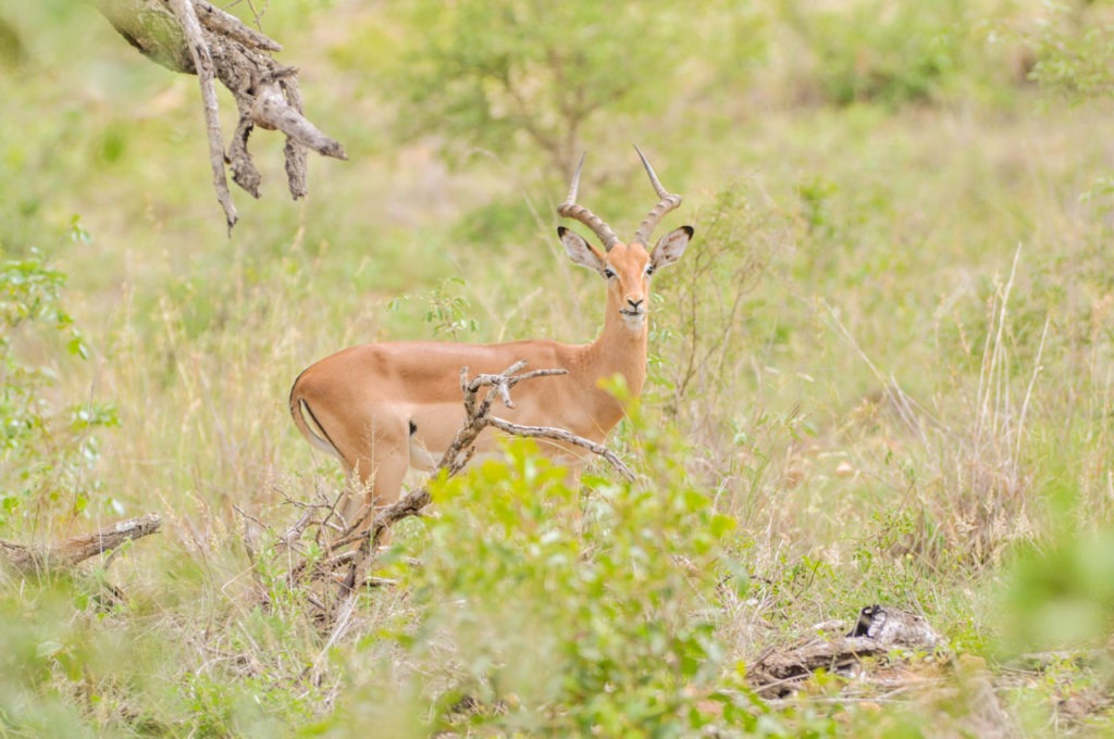 Un impala au Kruger parc