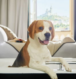 Hotels et chien
