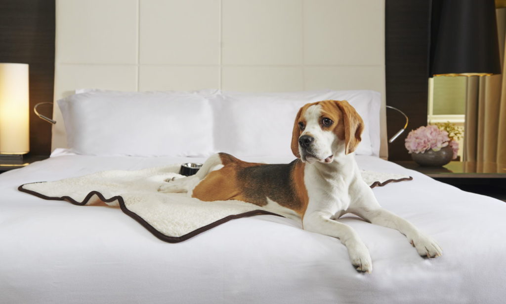 Les hôtels Intercontinental acceptent les animaux dans leurs resorts