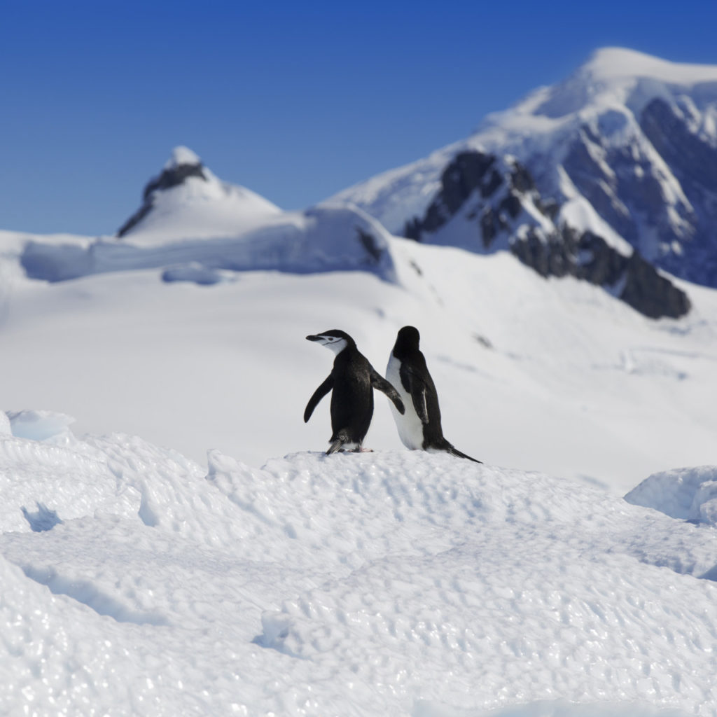 Deux pingouins