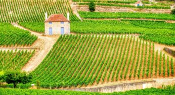 Top 10 des régions viticoles d’Europe