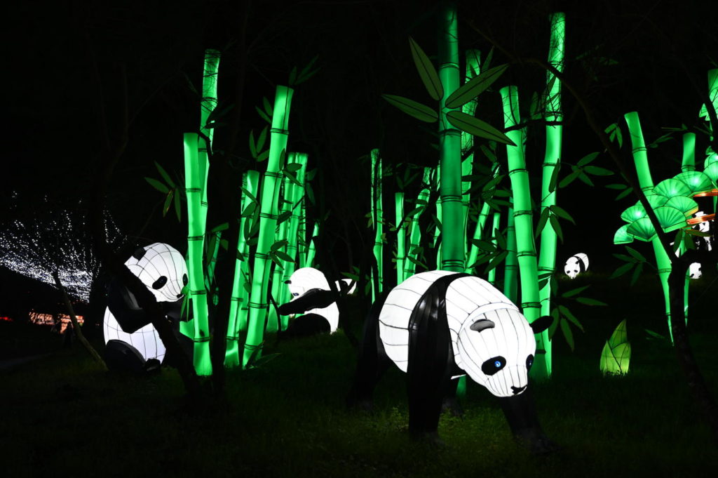 Panda chinois et lumineux