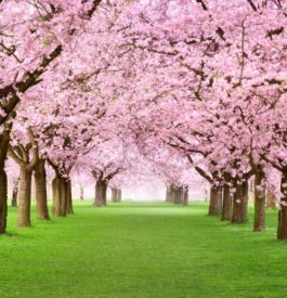 Cerisiers au Japon