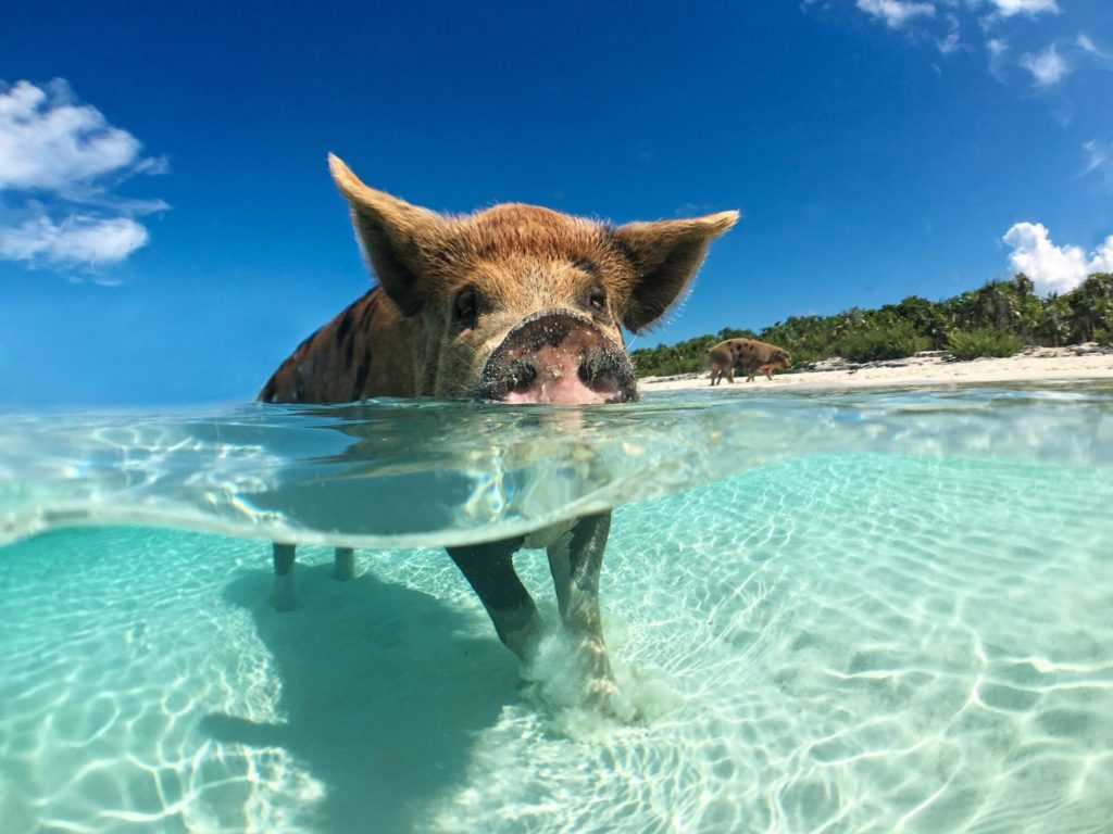 Cochon Bahamas