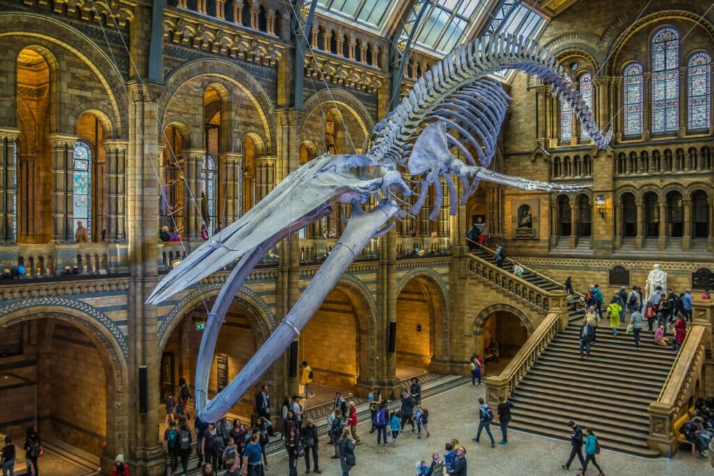 Natural History Museum (Londres)