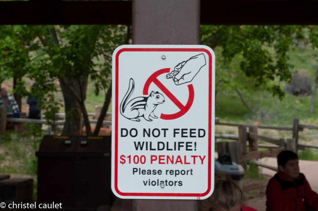 Roadtrip USA - Ne pas donner à manger aux écureuils - Zion Canyon