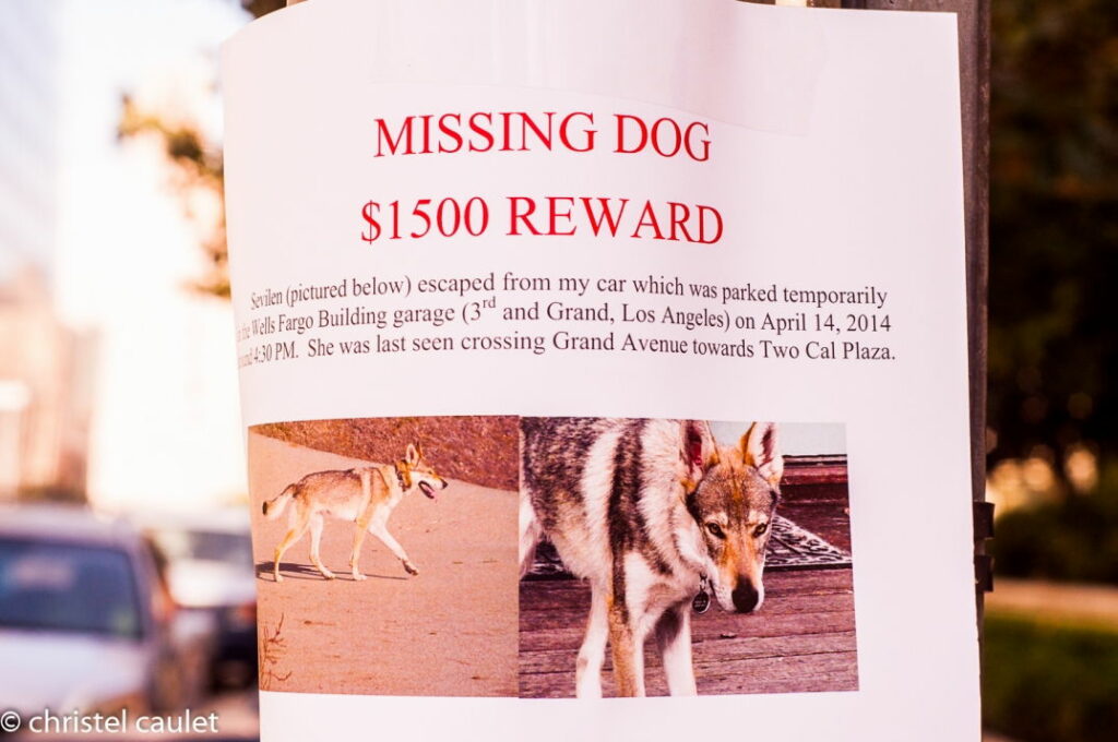 récompense de 1500$ pour un chien perdu