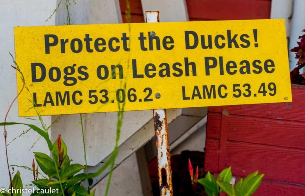 Protégez les canards
