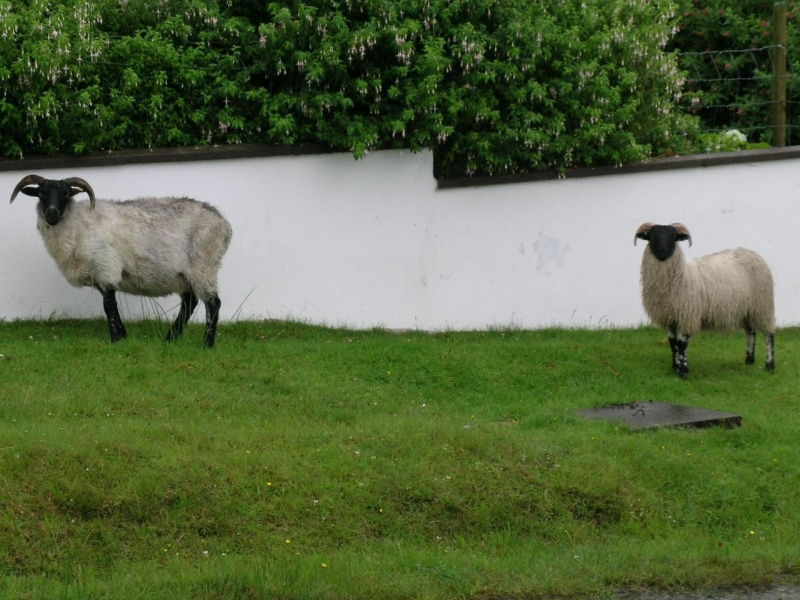 Les moutons sur les bords des routes nous regardent passer.