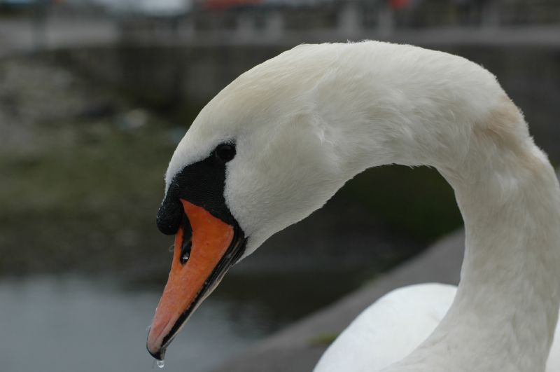Un cygne le long du canal de Galway