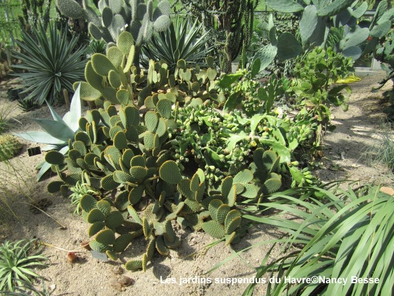 Des cactus dans les jardins suspendus du Havre
