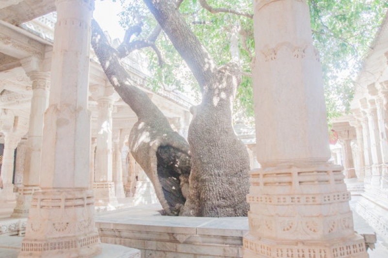 La végétation fait corps avec le temple de Ranakpur Inde