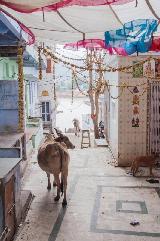 Les vaches en plein centre-ville en Inde Pushkar