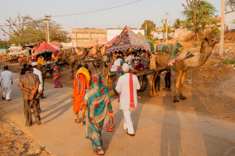 En chameau en Inde Pushkar