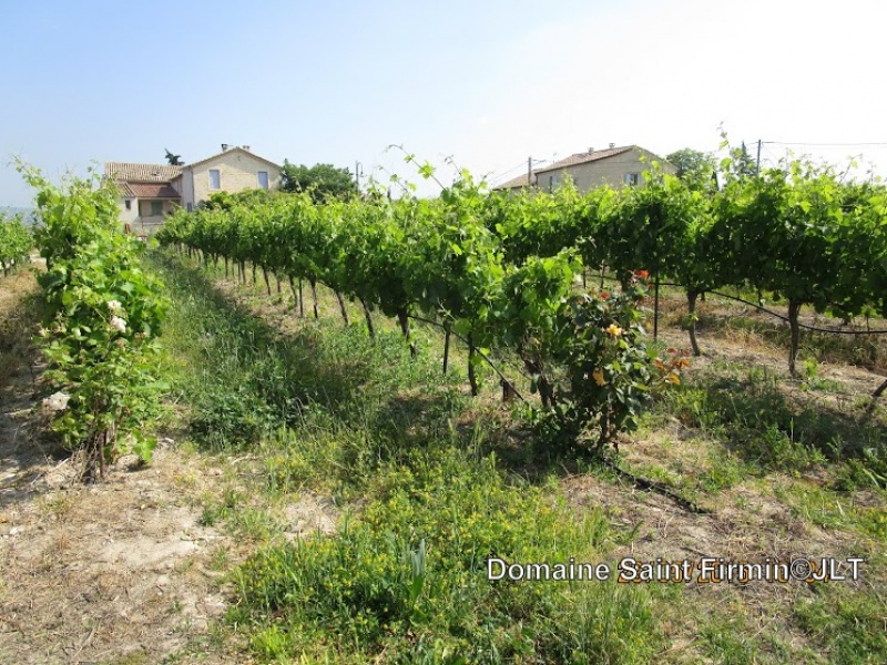 Dans les vignes du Domaine Saint Firmin