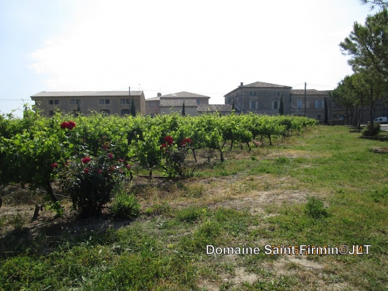 Domaine Saint-Firmin : des vins AOP au cœur de l’Uzège
