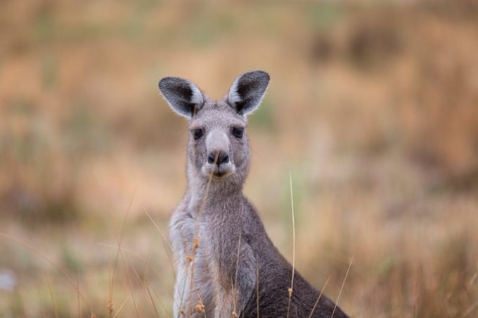 A peine le temps d'attraper l'appareil photo que mon kangourou s'en va déjà...