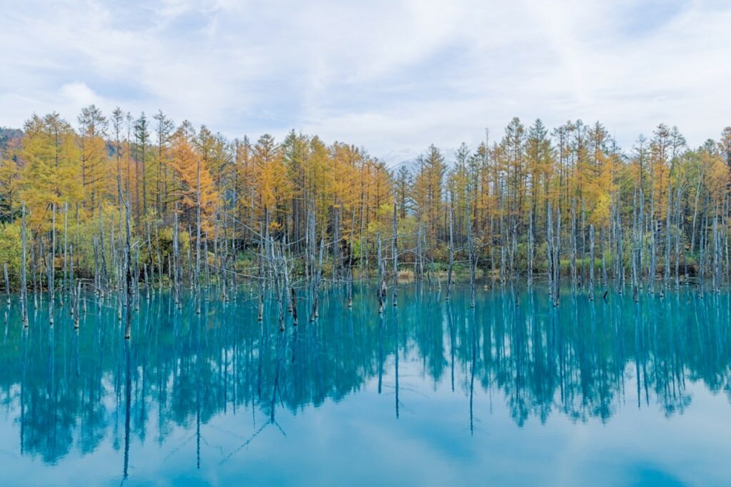 Blue Pond, Biei, Hokkaido, Japon