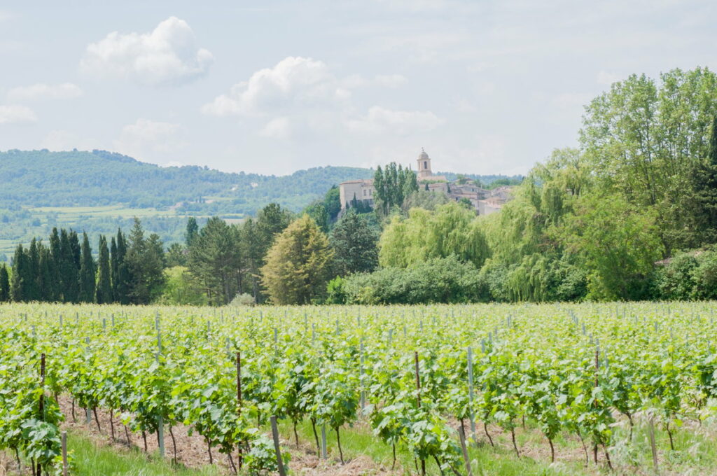 Les vignes dans le Vaucluse